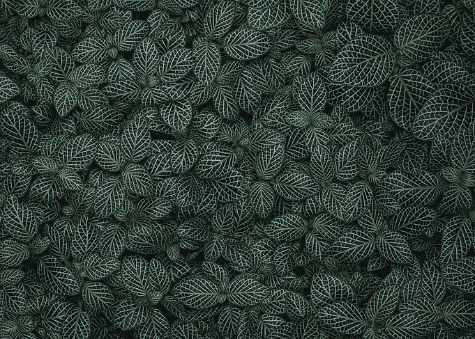 Fittonia albivenis