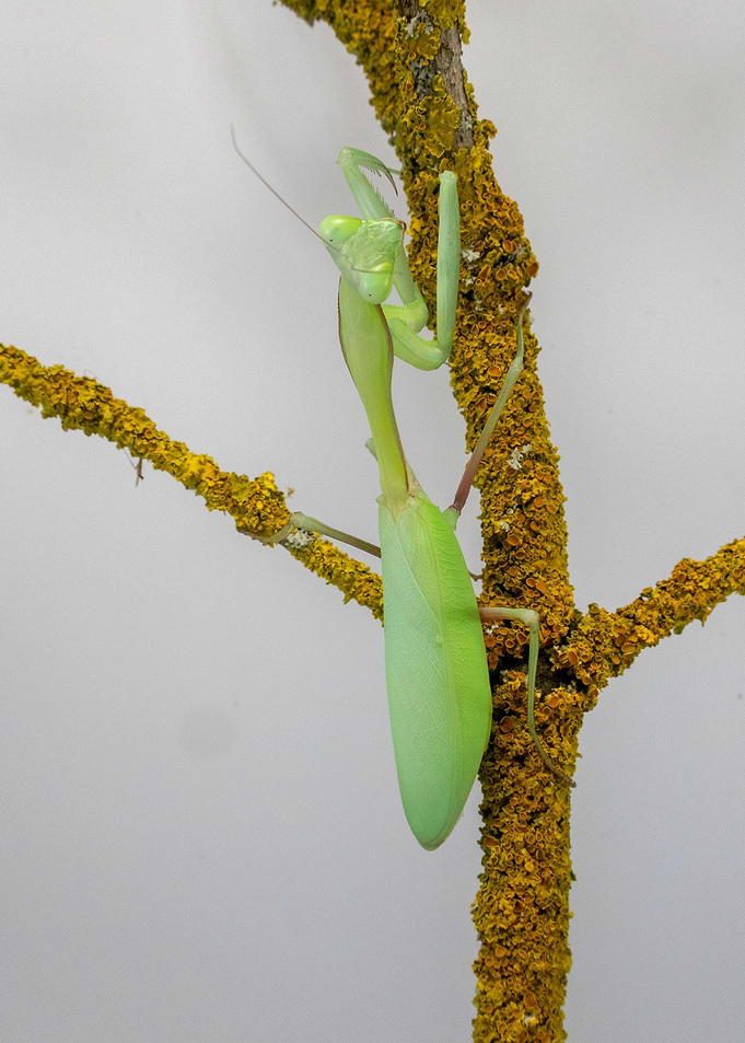 Hierodula Membranacea