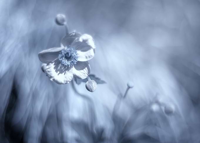 Blue flowers, impression