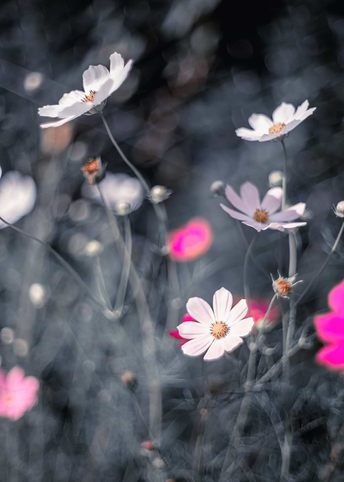 Summer meadow with flowers