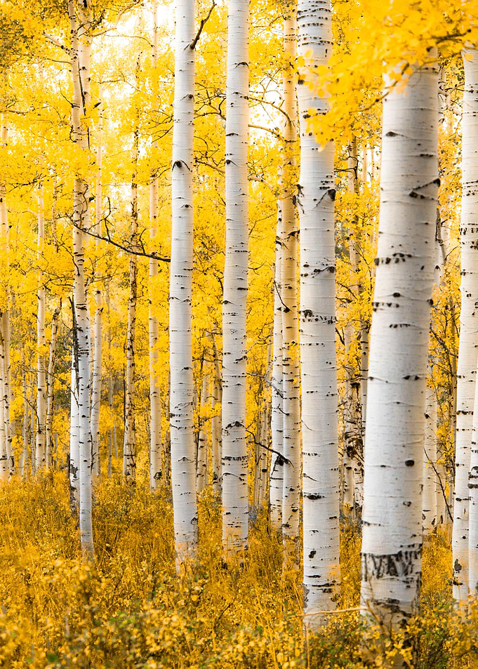 Yellow Forest