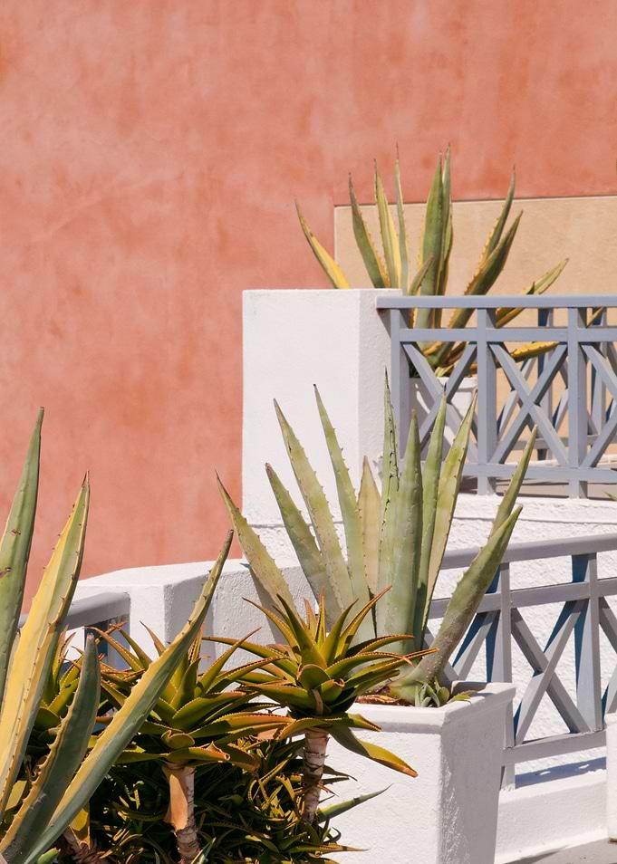Santorini Agave Dream 1