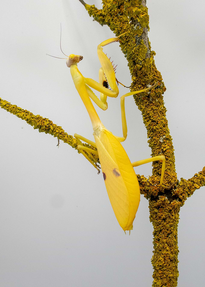 Stagmatoptera femoralis