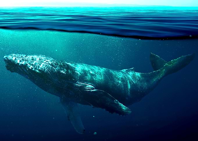 Humpback Whale