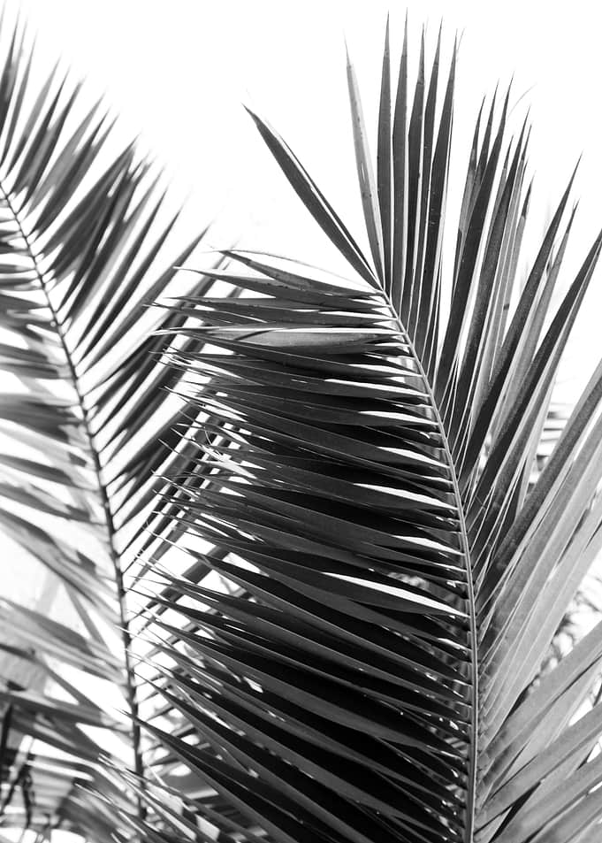 Santorini Palm Leaves 2