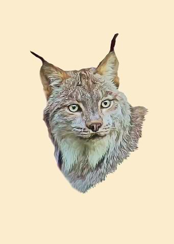 Lynx portrait
