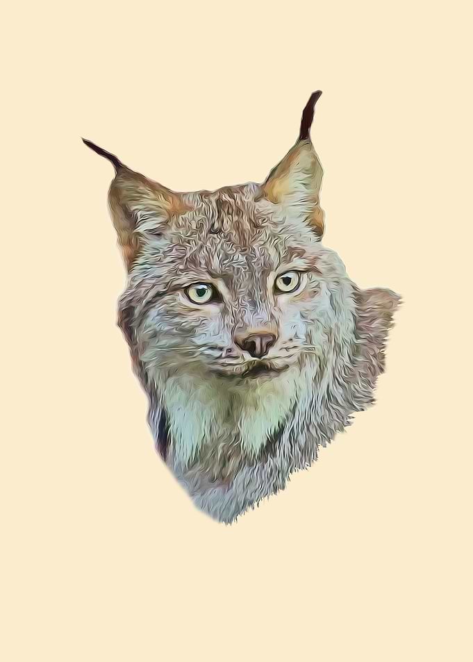 Lynx portrait