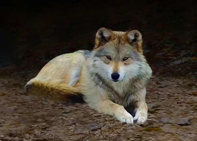 Lying wolf