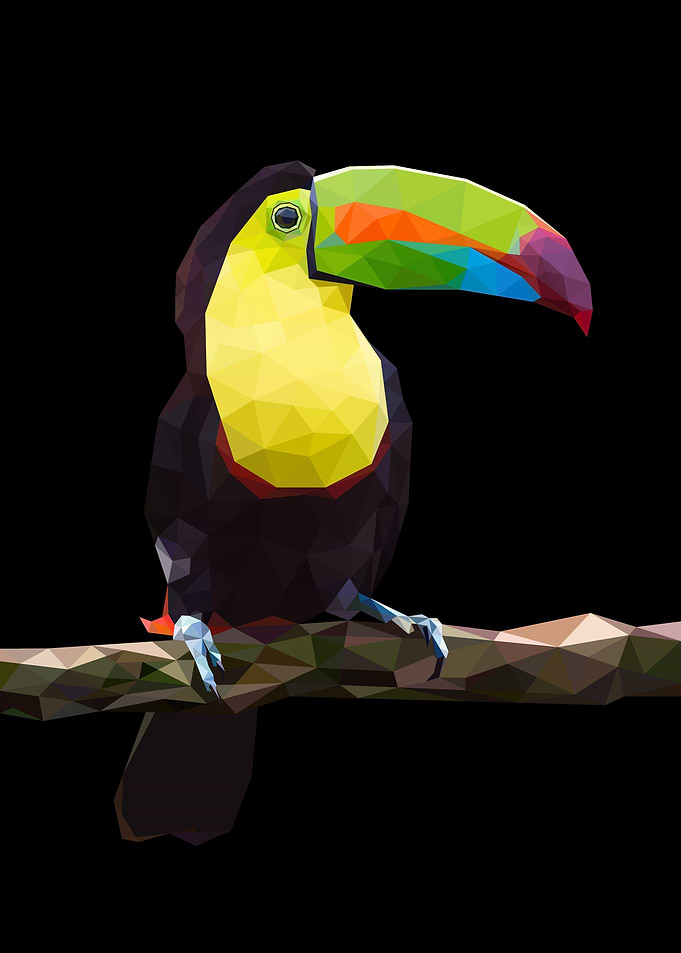 Toucan Bird