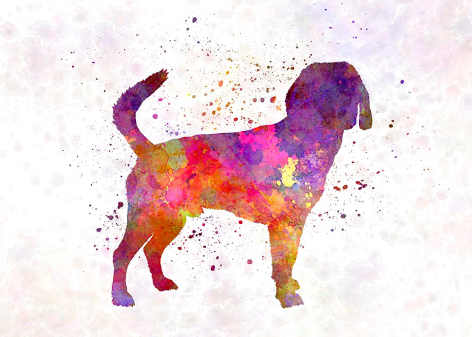 Beagle Harrier dog