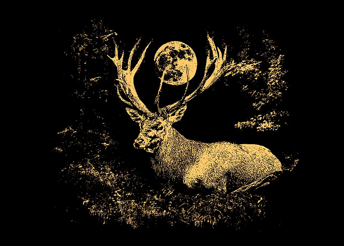 Red deer in the forest