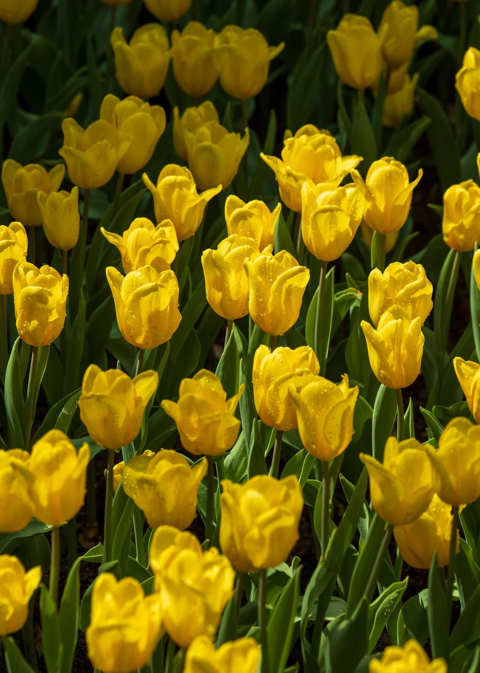 Yellow Tulips