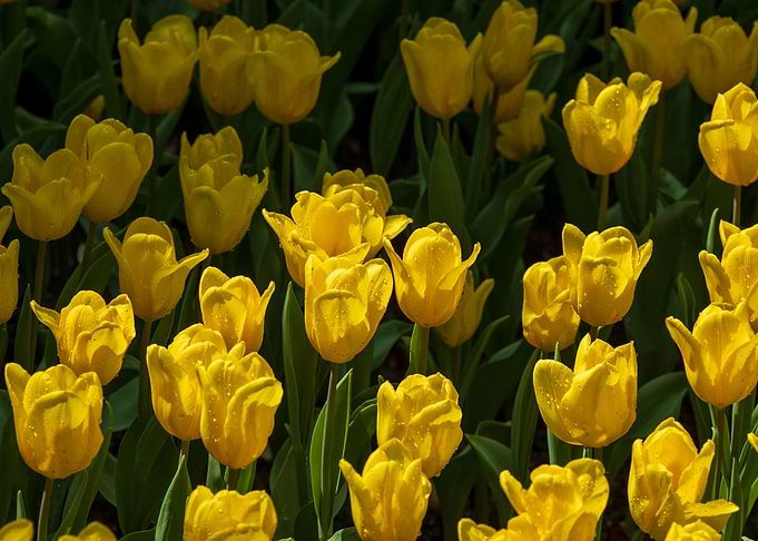 Yellow Tulips