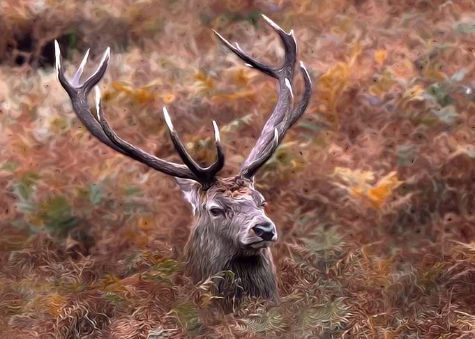 Red deer