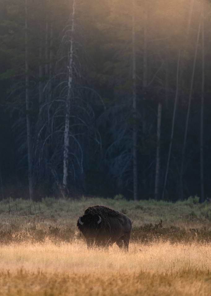 Morning Graze
