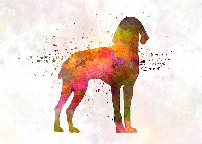 Auvergne Pointer