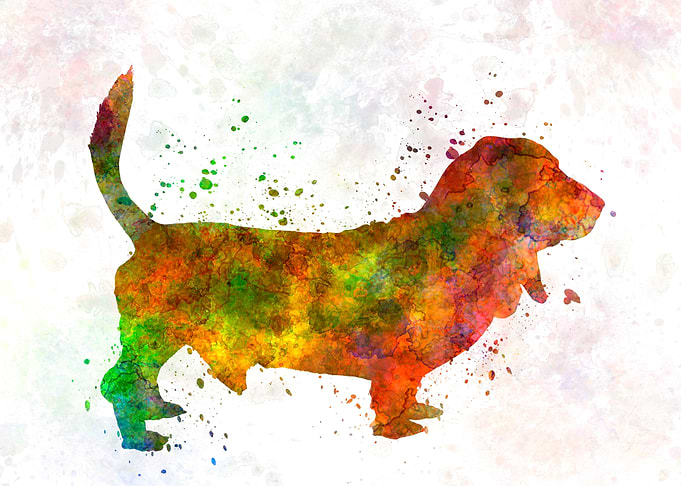 Basset Hound