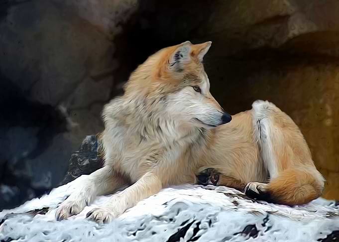 Wolf