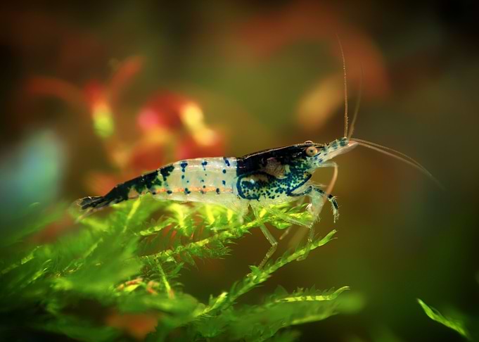 Aquascaping AquariumShrimp