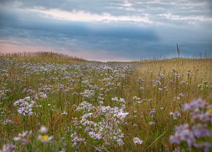 White flowers under Sunset