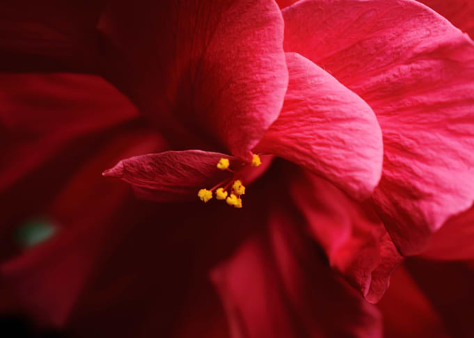 Purple Flower
