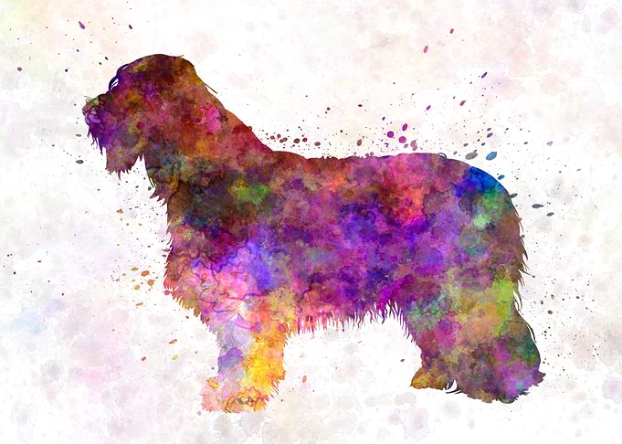 Bearded collie dog