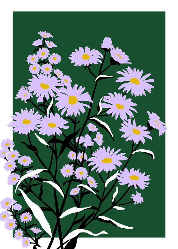 Bold Flower aster