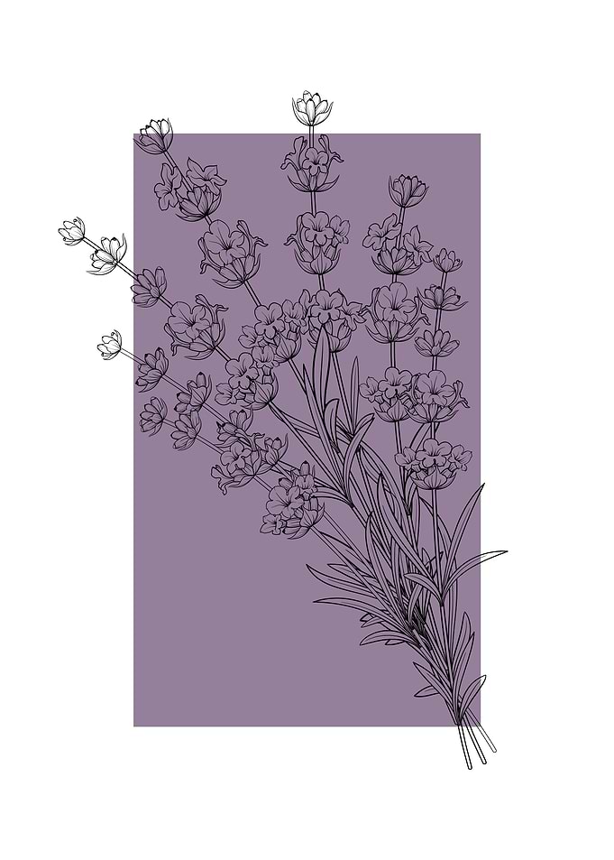 Lavender Flowers Provence