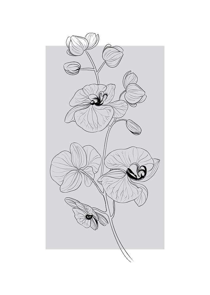 Orchid Flower Botanical