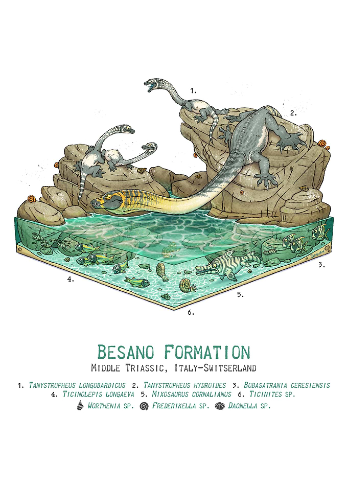 Besano Formation