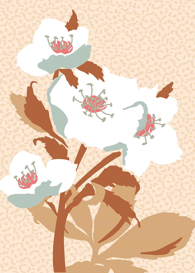 hellebore illustration