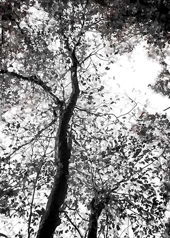 Autumn deciduous tree