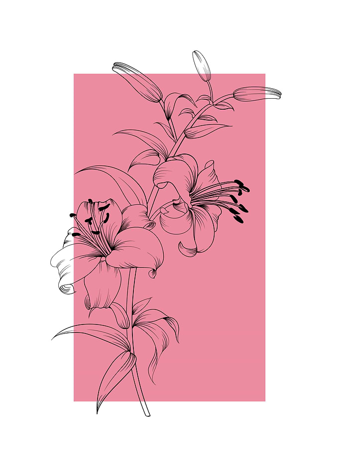 Lily Flower Drawing