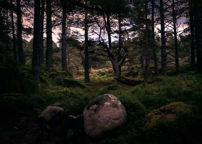 Deep Forest