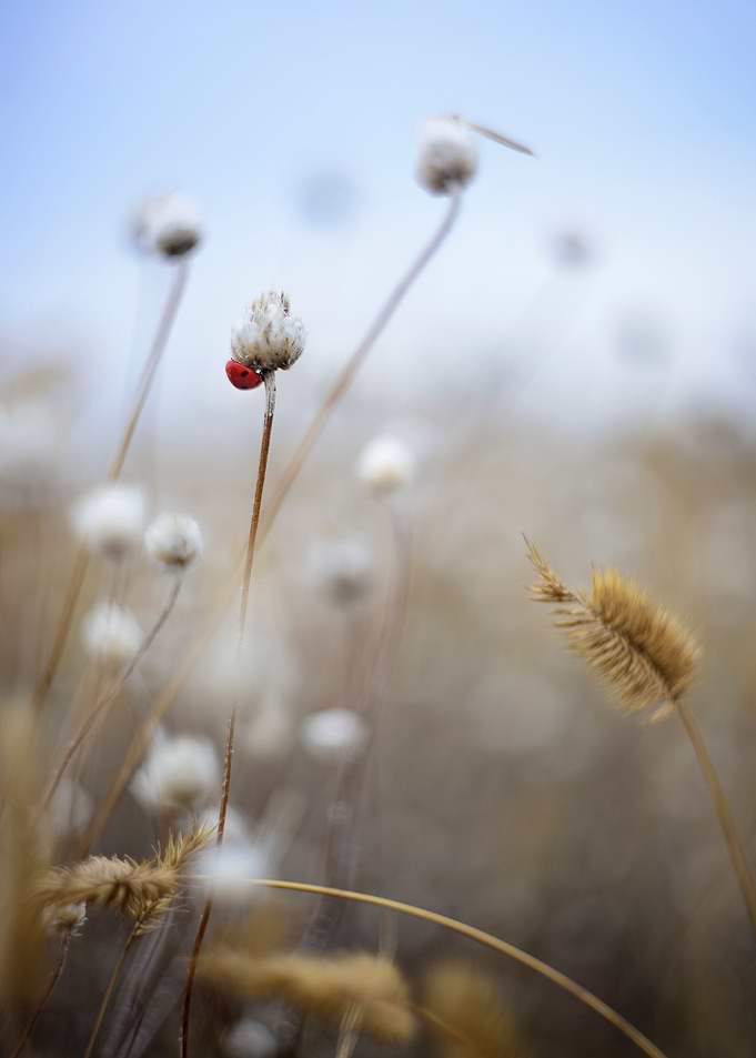 A portrait of Ladybug