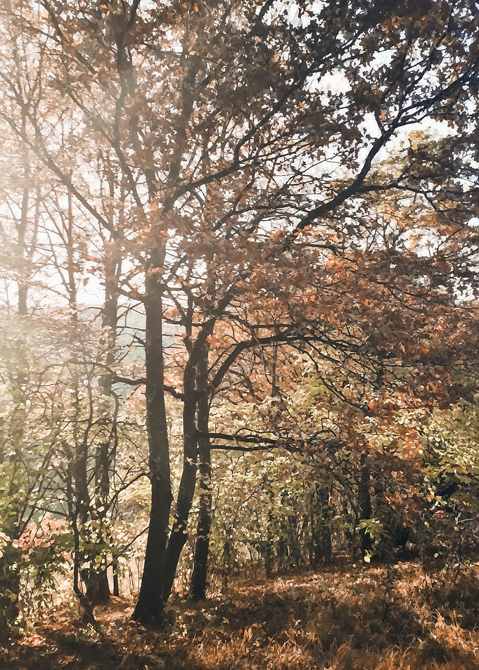 Vintage forest fall