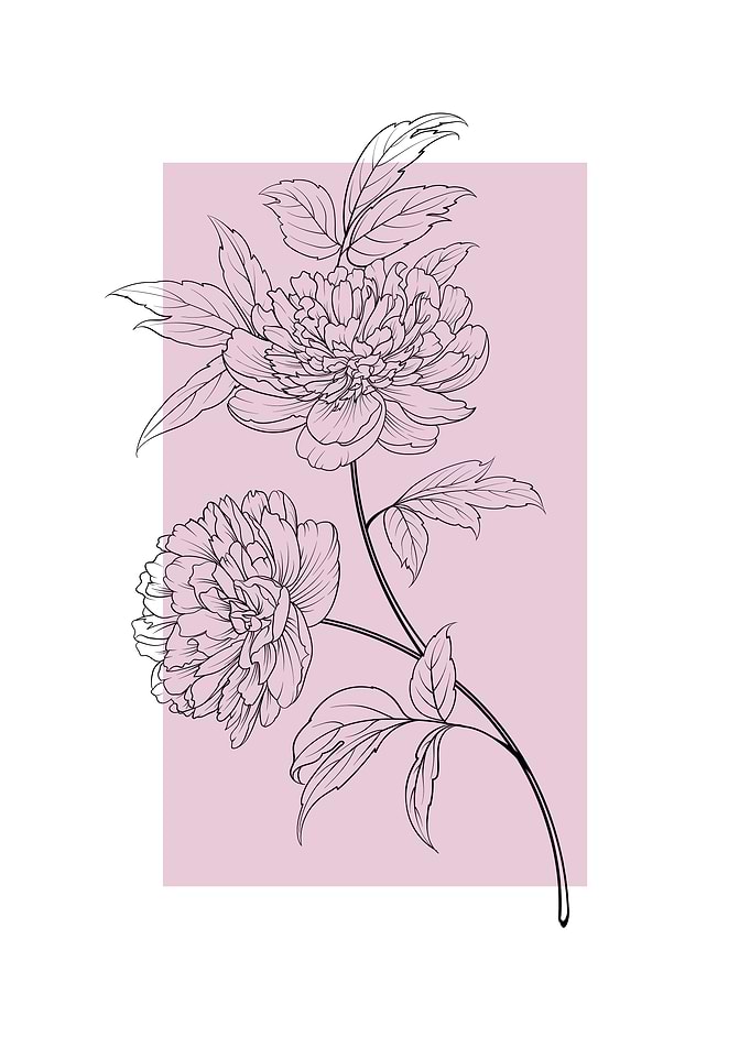 Peony Flowers Garden