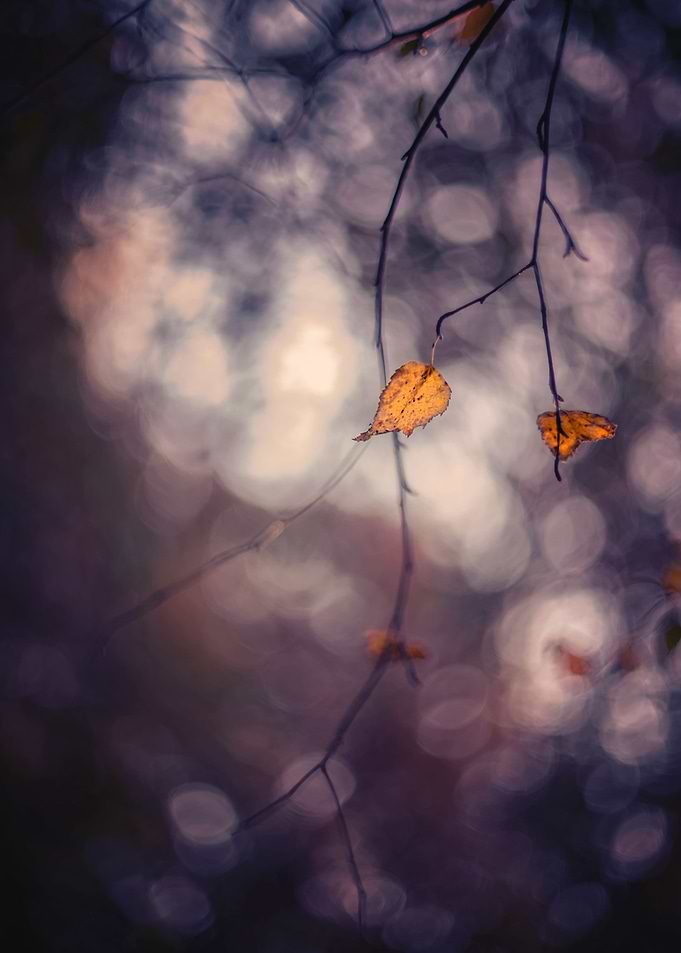 Autumn leaves, forest,tree