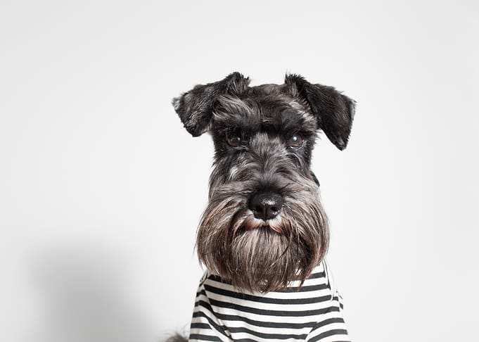 Miniature Schnauzer