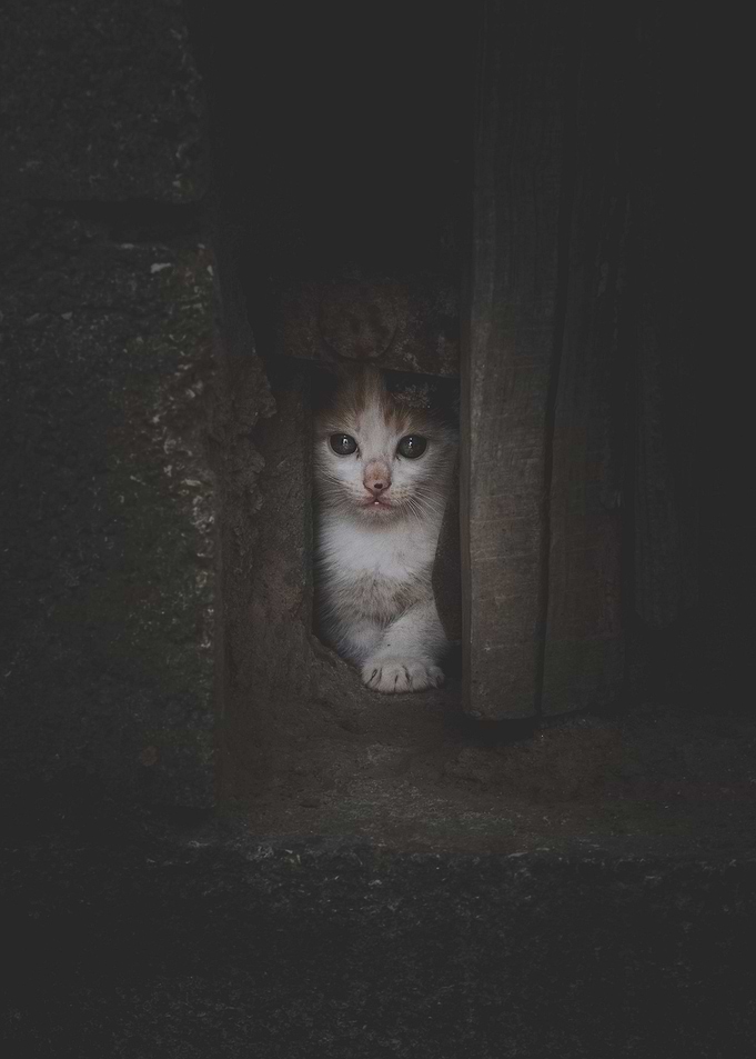 Just a Little Cat