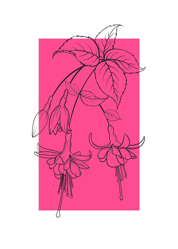 Fuchsia Flower Beautiful