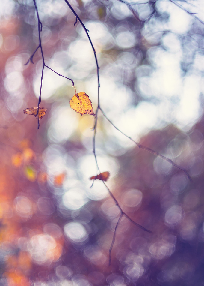 Autumn leaves, forest,tree