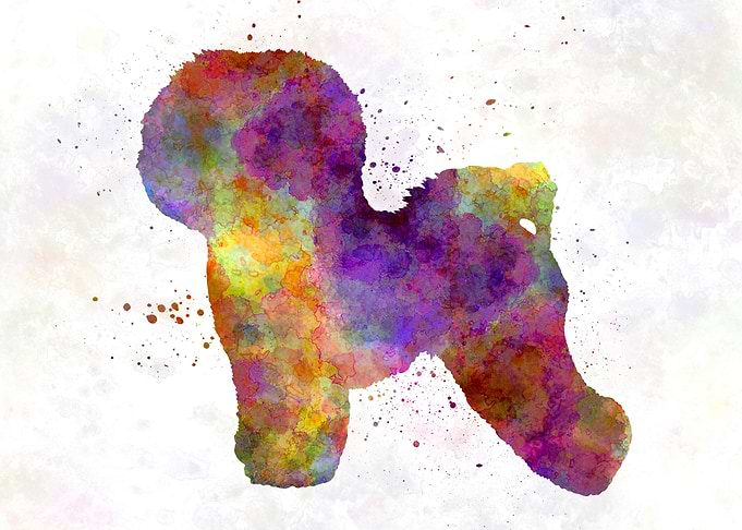 Bichon Frise