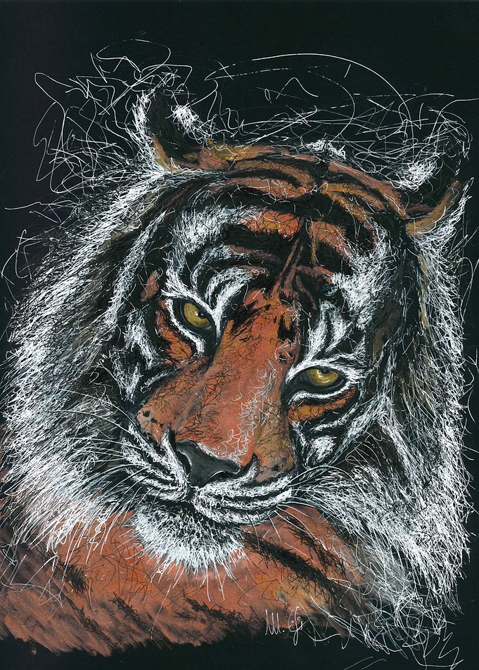 tiger portrait in scribble