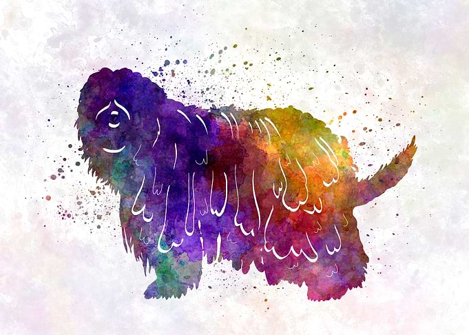 Bergamasco Shepherd