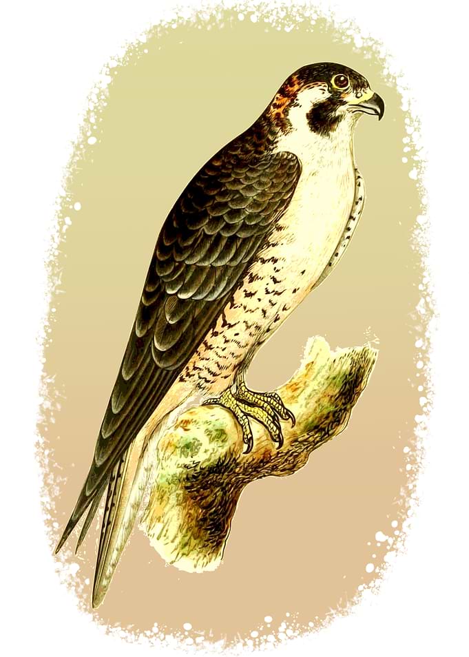 Barbary Falcon 2