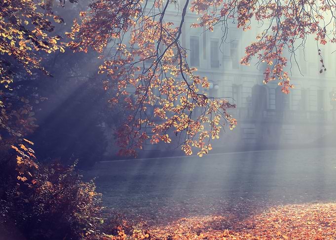 Autumn path among trees