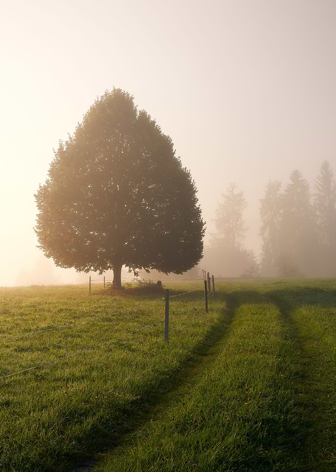Tree In Fog