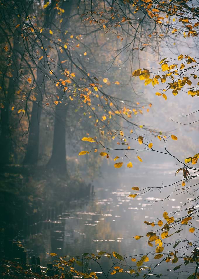 Autumn foggy lake in park