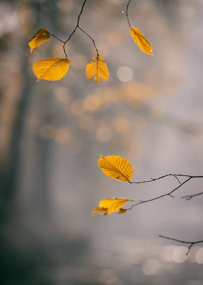 Autumn leaves, forest,tree